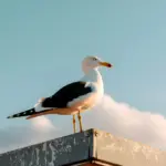 Illustration: How to Migrate Large Data in